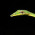 Ahaetulla anomala- Vine snake....